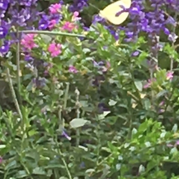 Meet your Posher, Cyndi - Picture 1 of 2